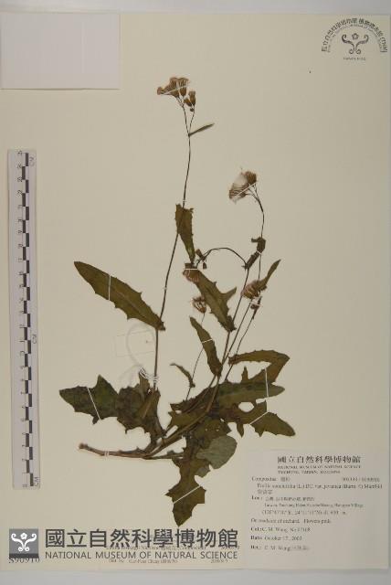 纓絨花藏品圖，第1張