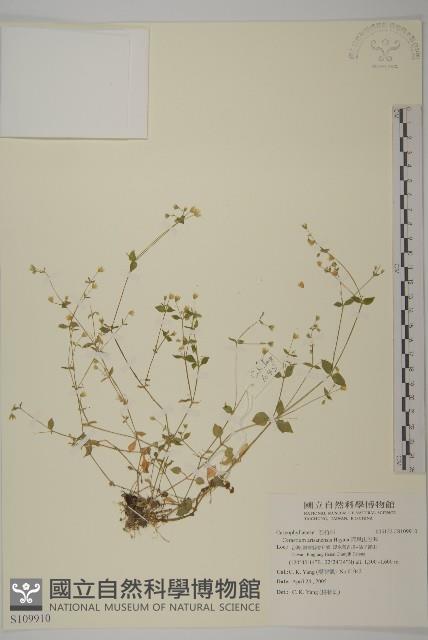 阿里山卷耳藏品圖，第1張