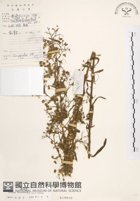 美洲假蓬藏品圖，第1張
