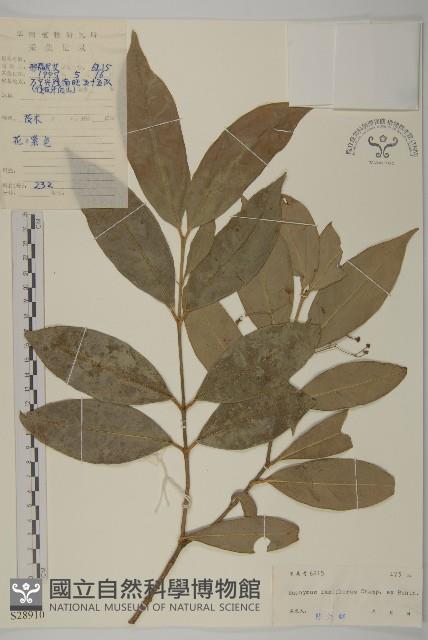 大丁黃藏品圖，第1張