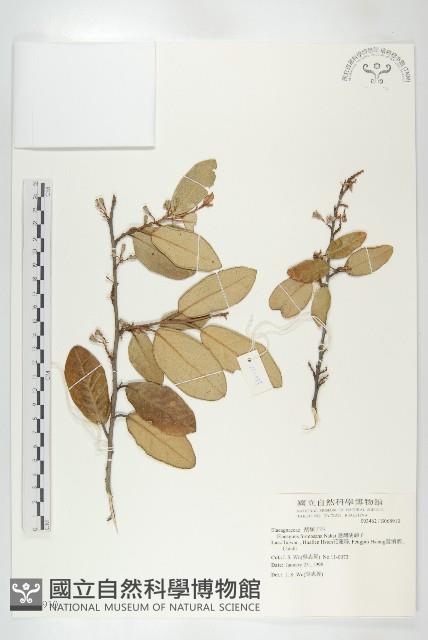 臺灣胡頹子藏品圖，第1張