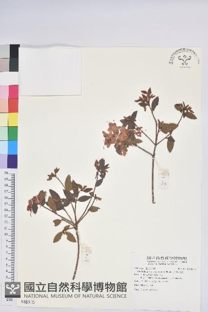 紅毛杜鵑藏品圖，第1張