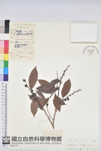 刺杜密藏品圖，第1張