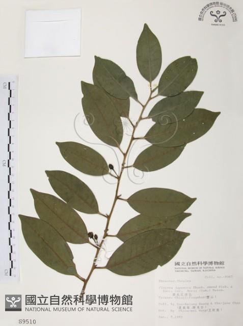 森氏紅淡比藏品圖，第1張