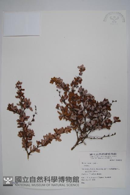 金花小檗藏品圖，第1張