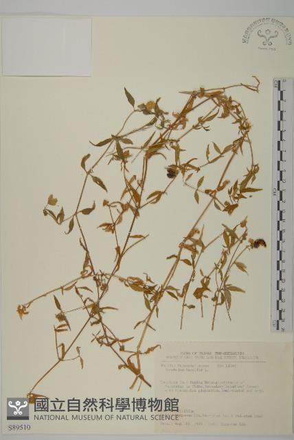 狗筋蔓藏品圖，第1張