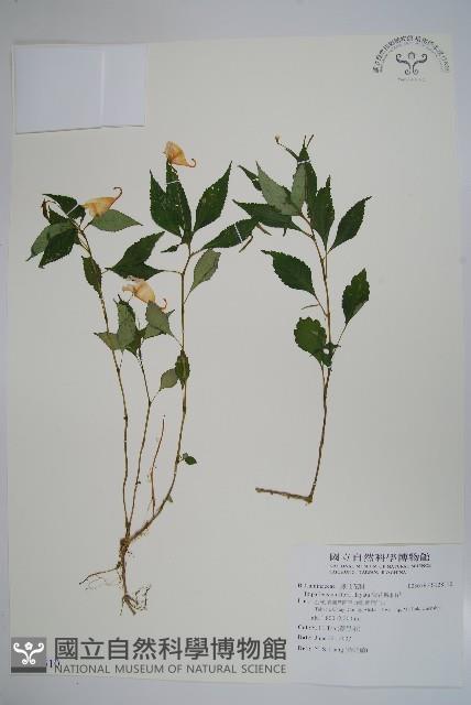 紫花鳳仙花藏品圖，第1張