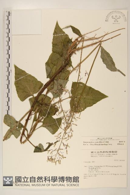 山苦藚、假福王草藏品圖，第1張