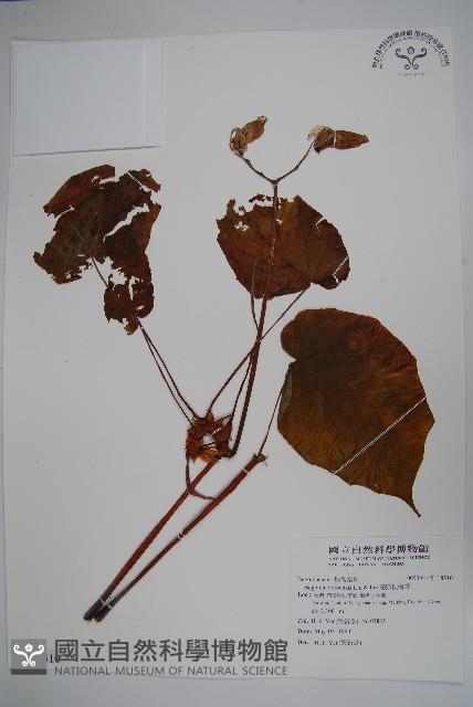 溪頭秋海棠藏品圖，第1張