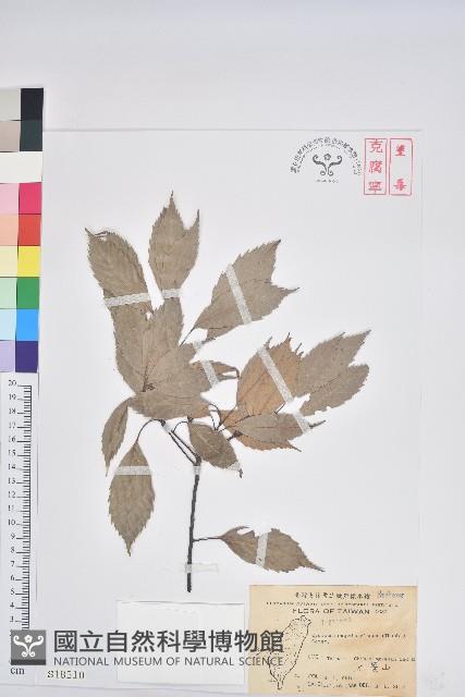 青剛櫟、鐵椆藏品圖，第1張