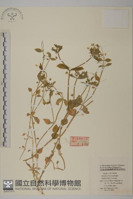 中國繁縷藏品圖，第1張