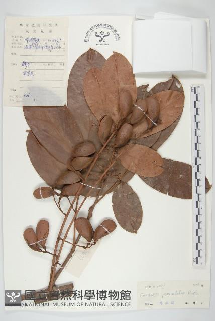 牛栓藤藏品圖，第1張