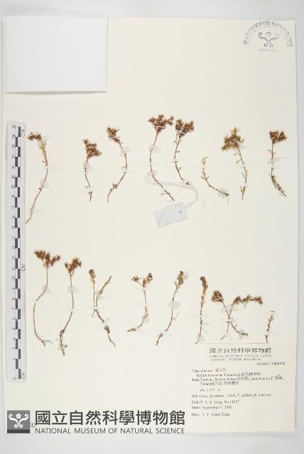 能高佛甲草藏品圖，第1張