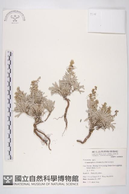 China Lotusdaisy Collection Image, Figure 1, Total 2 Figures