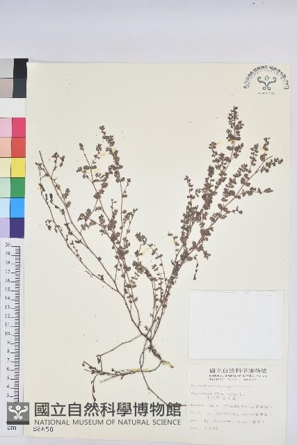 千根草藏品圖，第1張