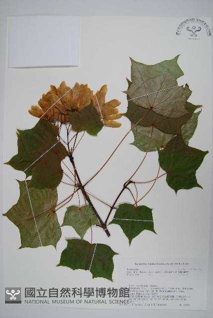 達爾色木槭藏品圖，第1張