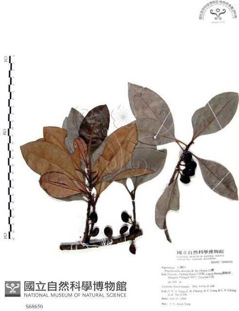 山欖、樹青藏品圖，第1張