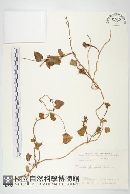 紅花野牽牛藏品圖，第1張