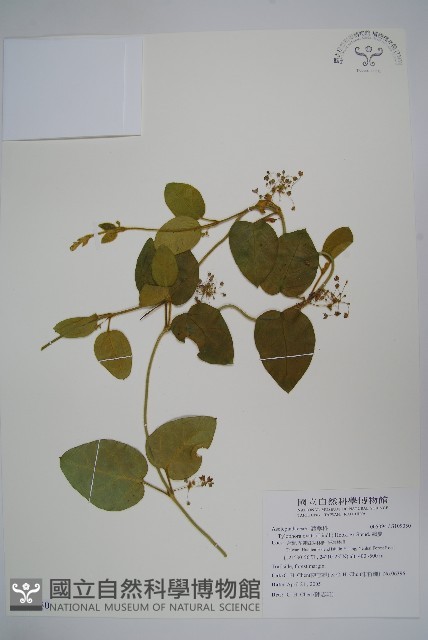 鷗蔓藏品圖，第1張