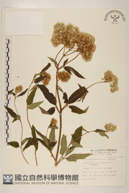 臺灣澤蘭藏品圖，第1張