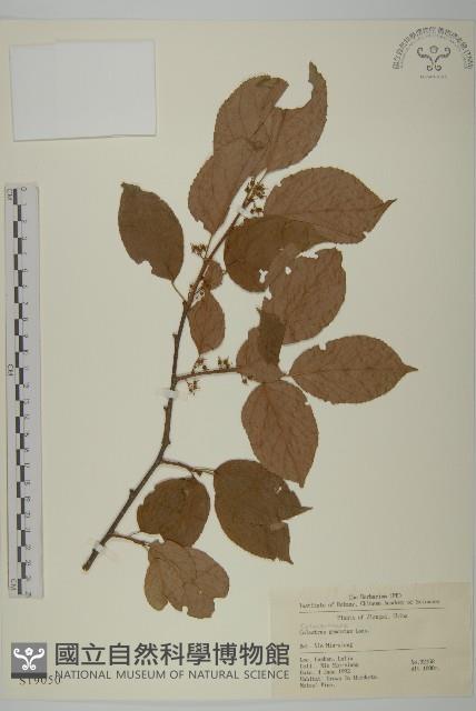 哥蘭葉藏品圖，第1張