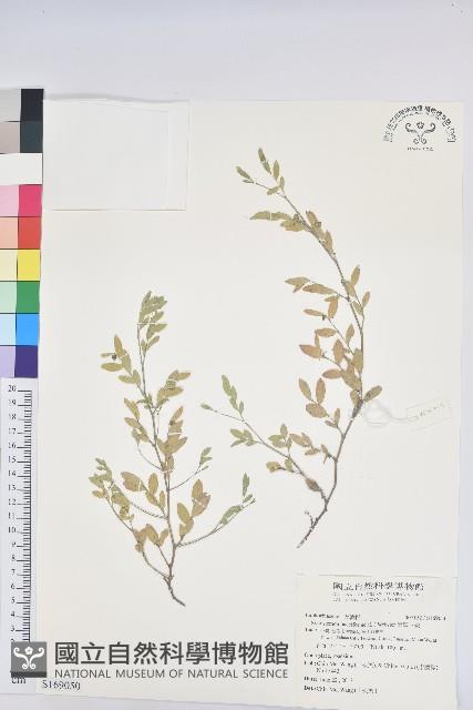 假葉下珠藏品圖，第1張