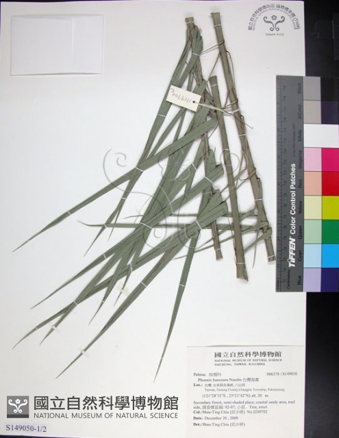 台灣海棗藏品圖，第1張