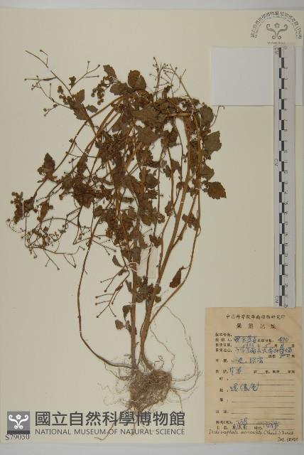 魚眼菊藏品圖，第1張