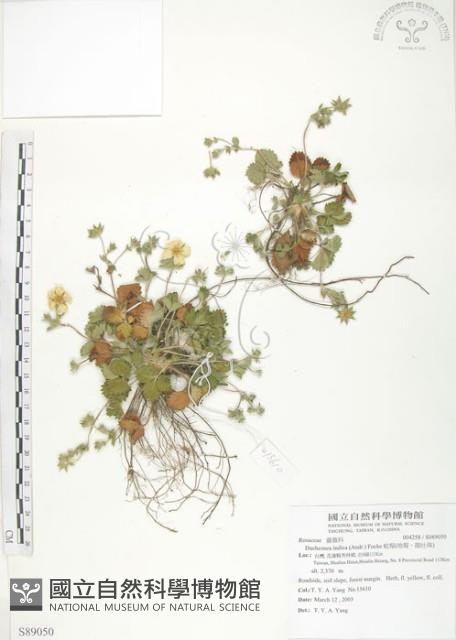 登錄號:S089050藏品圖，第1張