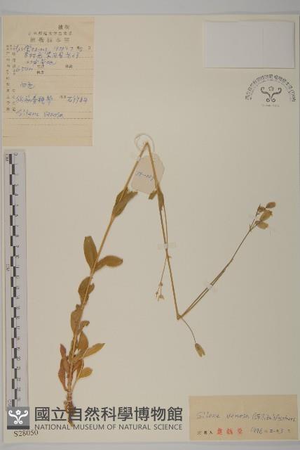 狗筋麥瓶草藏品圖，第1張