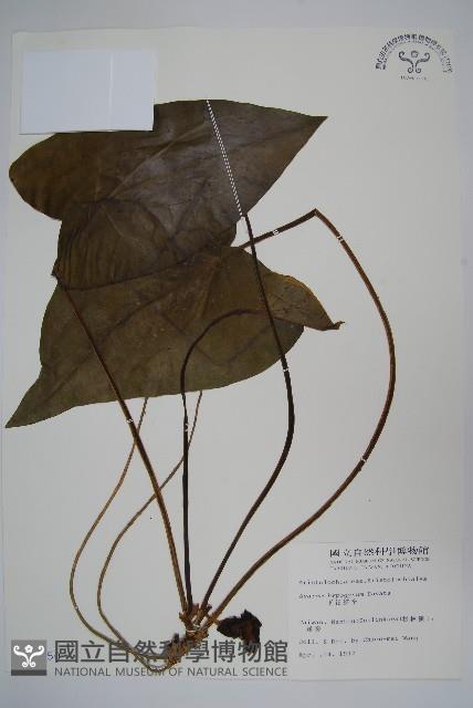 下花細辛藏品圖，第1張