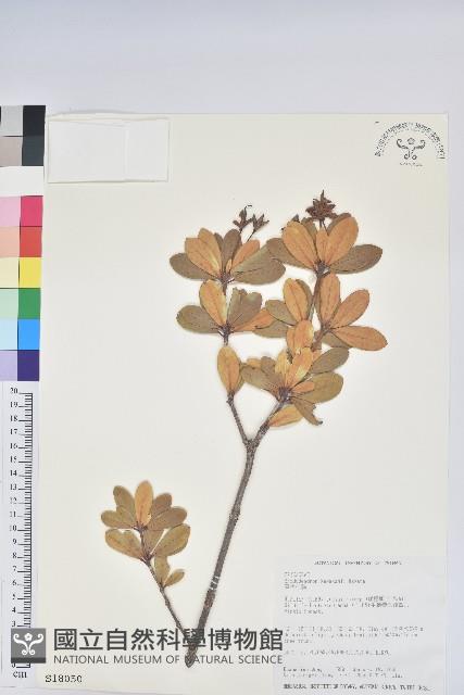 著生杜鵑藏品圖，第1張