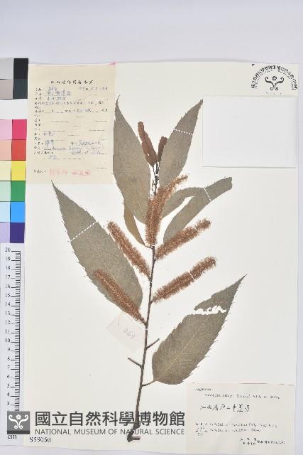 錐栗藏品圖，第1張