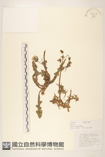 苦滇菜、苦菜藏品圖，第1張