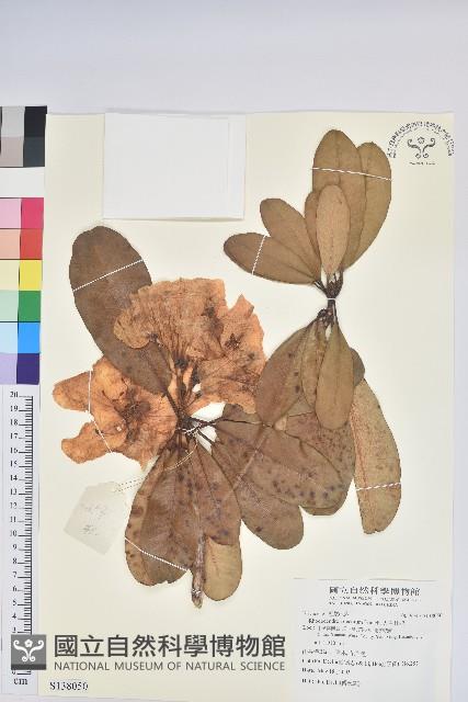 大白杜鵑藏品圖，第1張