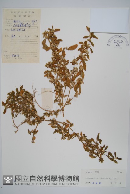 蓮子草藏品圖，第1張