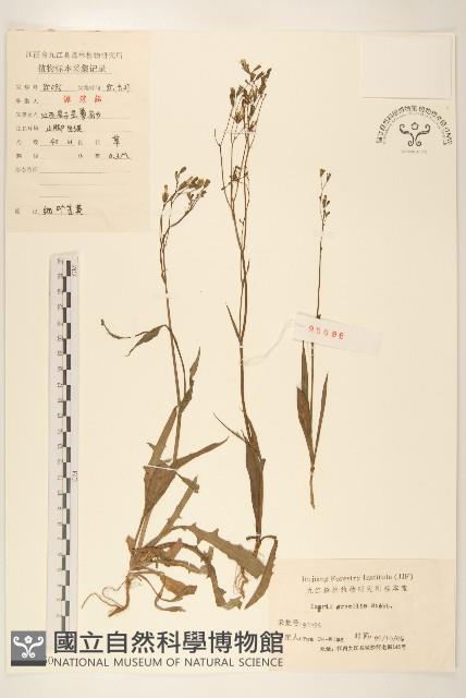 細葉苦實藏品圖，第1張