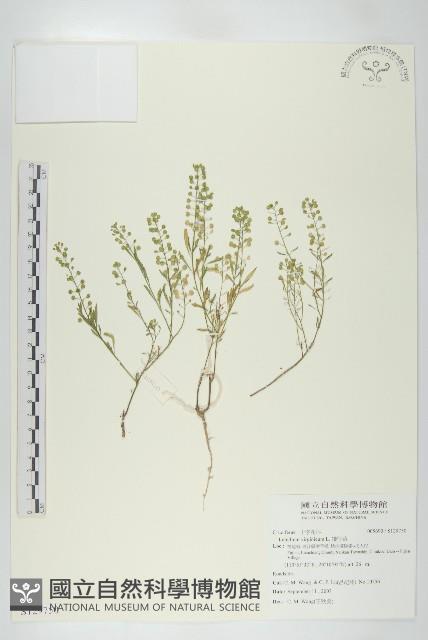 獨行菜藏品圖，第1張