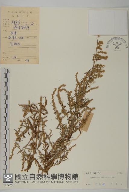 艾、五月艾藏品圖，第1張