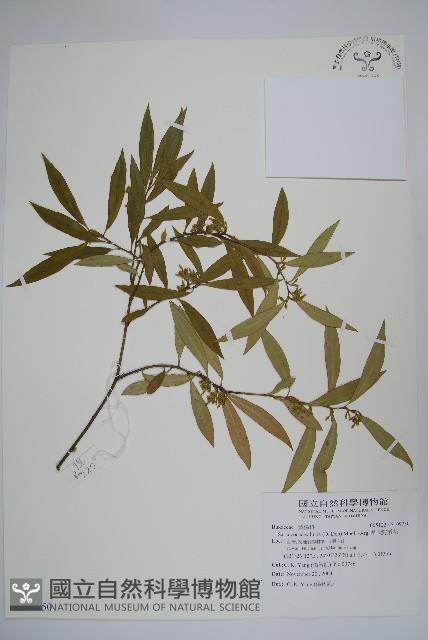 柳狀野扇花藏品圖，第1張