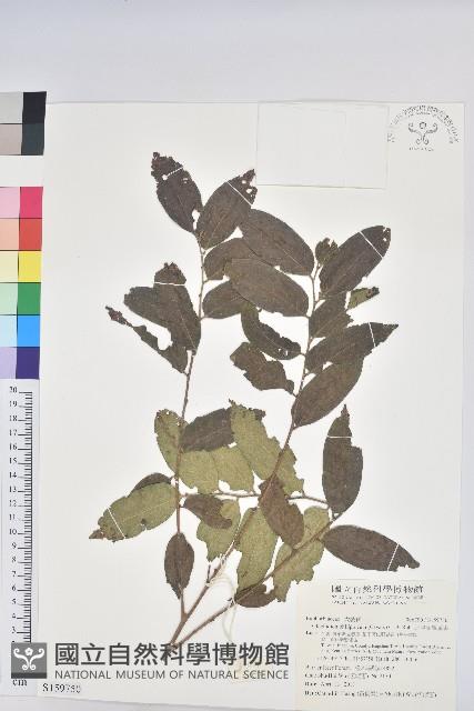 菲律賓饅頭果藏品圖，第1張