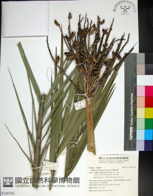 台灣海棗藏品圖，第1張