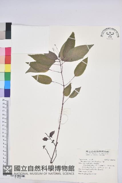 山靛藏品圖，第1張