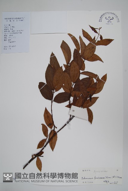 腰骨藤藏品圖，第1張