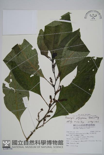 多子漿果莧藏品圖，第1張