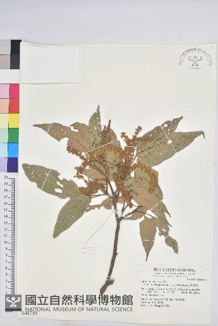 粗糠柴藏品圖，第1張