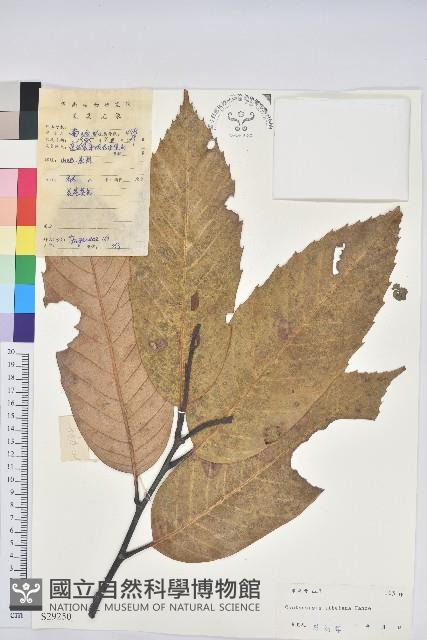 鉤栲藏品圖，第1張