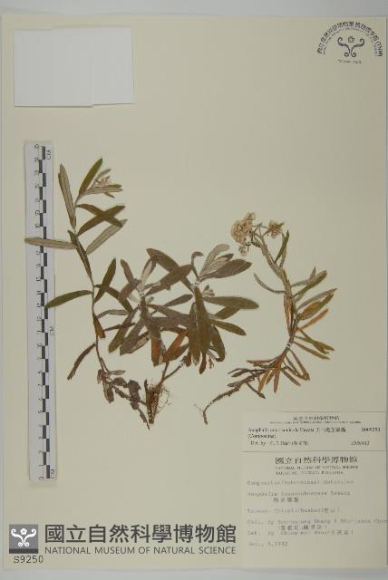 玉山抱莖籟簫藏品圖，第1張