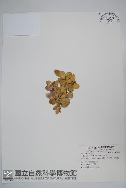 琉球黃楊藏品圖，第1張