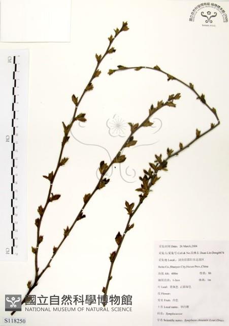 灰木藏品圖，第1張